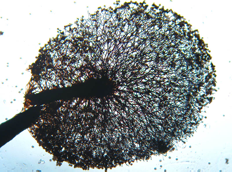 Meriderma carestiae ?